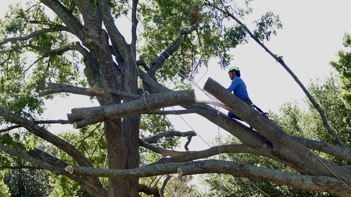 Professional Crown Thinning performed by certified arborists in Baisden